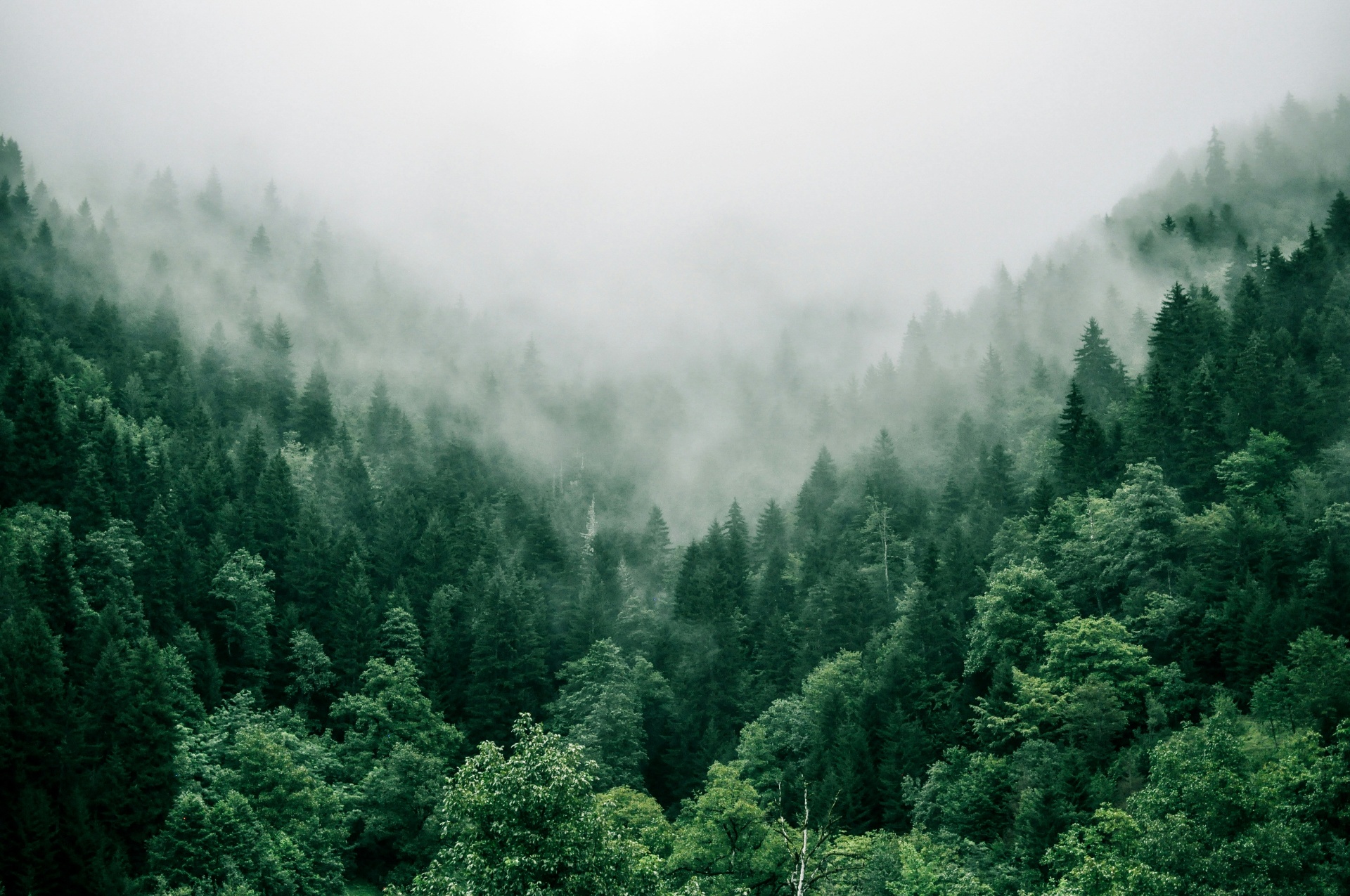 Misty pine forest in Saittas, Cyprus